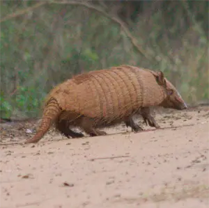 Armadillo Trapping