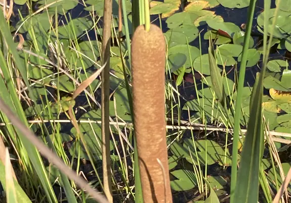 The florida cattail such as this is the preferred food for the florida Round-tailed Muskrat
