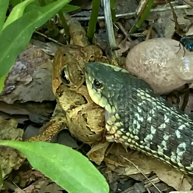 garter eating frog Snake Removal