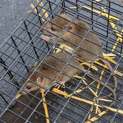 Juvenile Florida Brown Rat