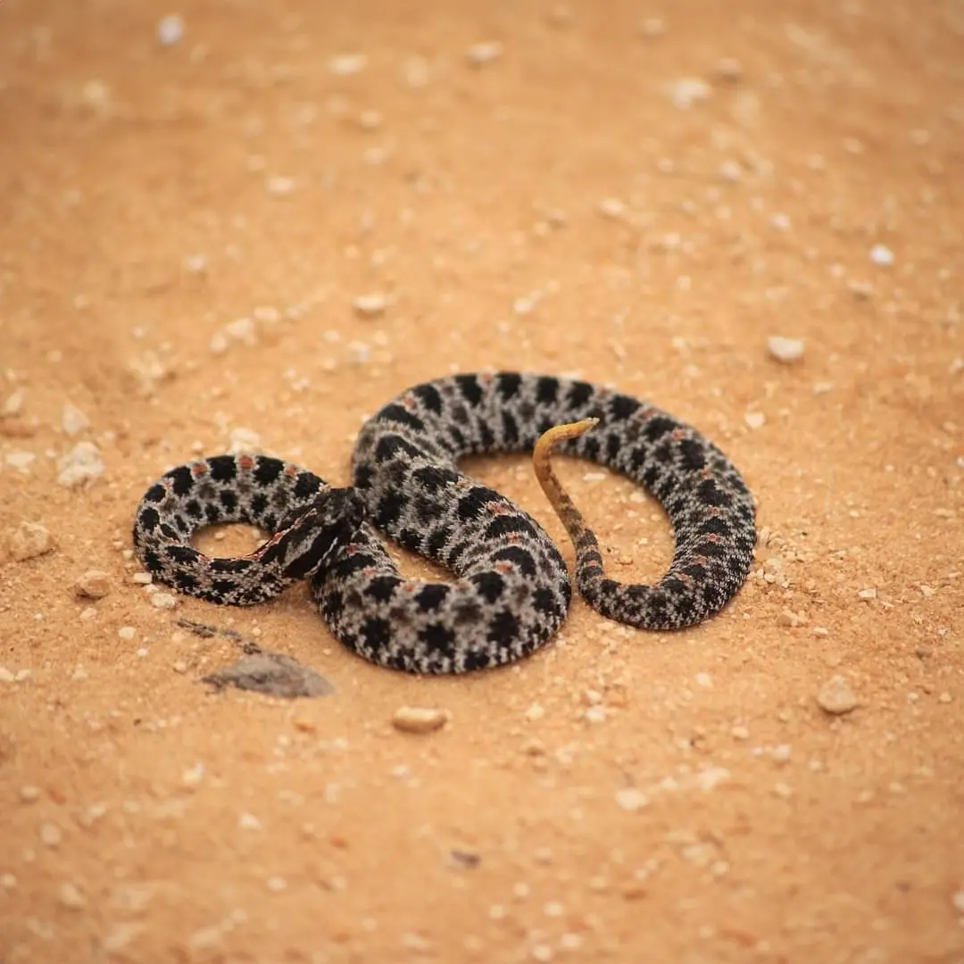 A Dusky Pygmy Rattlesnake