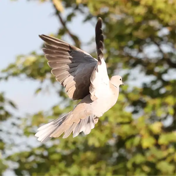 A Eurasian Collared Dove