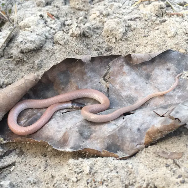 A Florida Crowned Snake