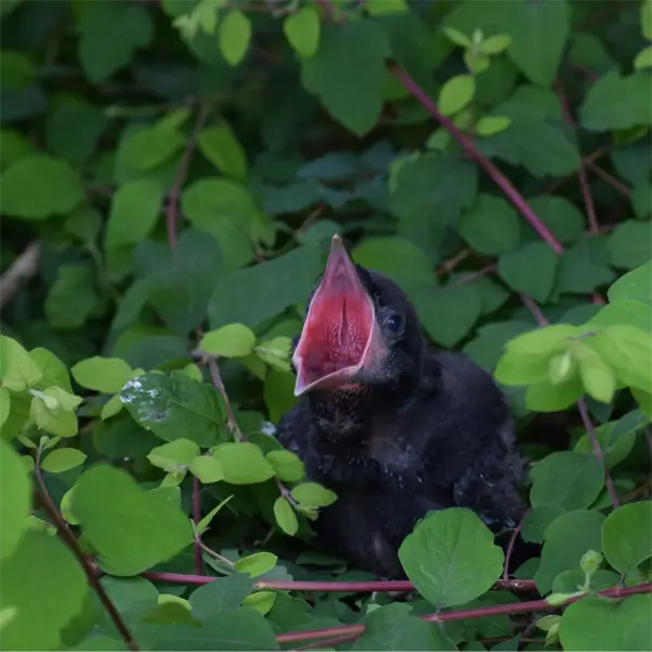 A Juvenile American Crow