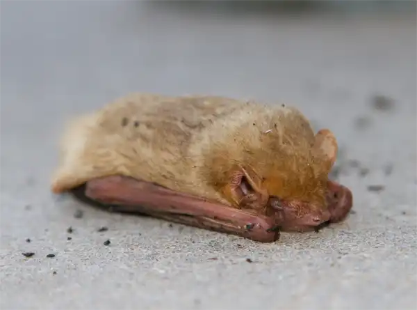 Male Northern Yellow Bat