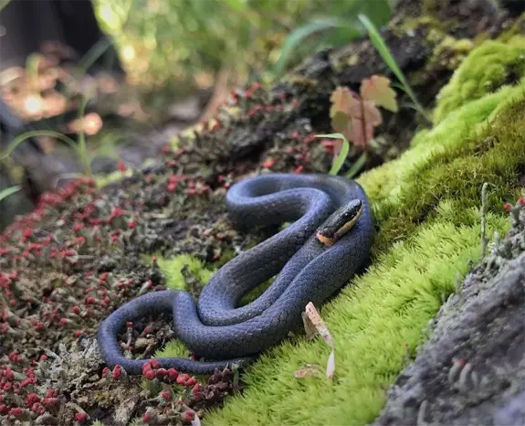 A Ringneck Snake