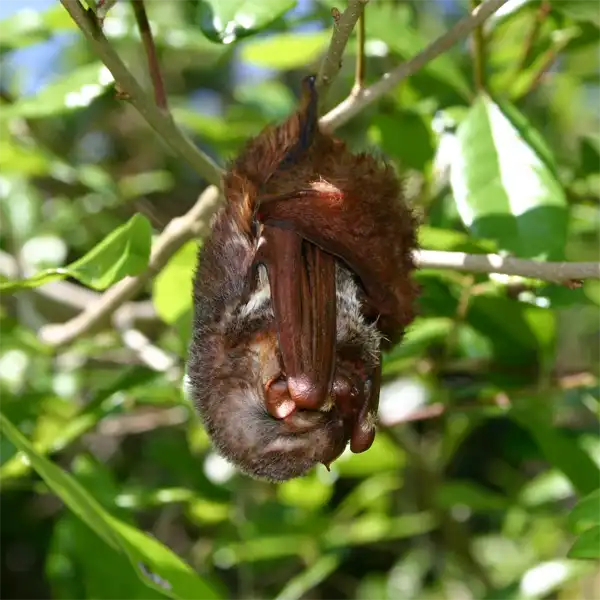Male Seminole Bat