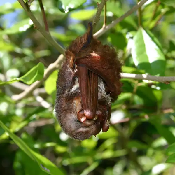 A Seminole Bat Male Seminole Bat