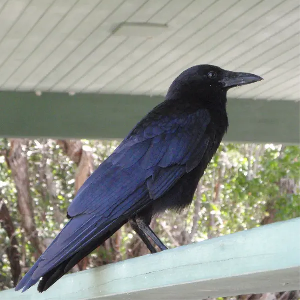 Adult American Crow