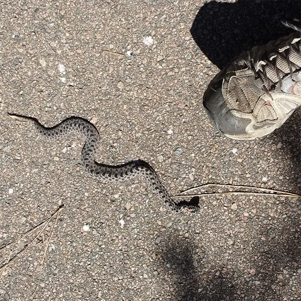 Dusky Pygmy Rattlesnakes in Central Florida - Florida Wildlife Trappers