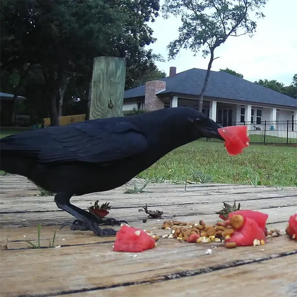 Adult Fish Crow Feeding