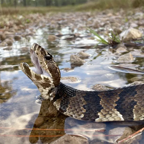 Adult Florida Cottonmouth