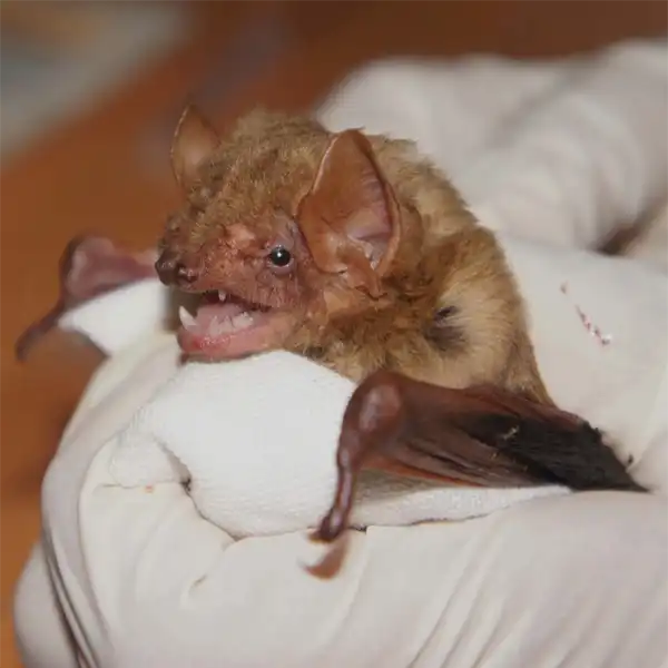 Male Adult Northern Yellow Bat