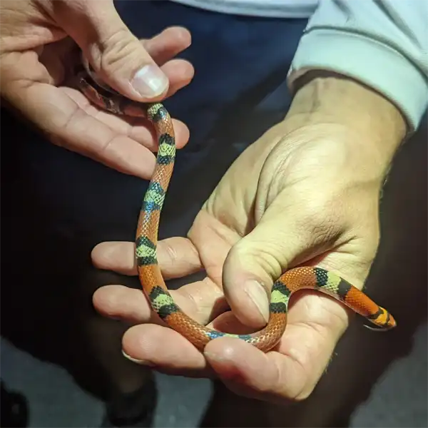 Adult Scarlet Snake Venomous snakes such is these are why snake removal is important