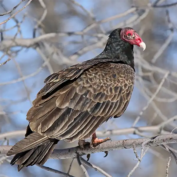 Adult Turkey Vulture