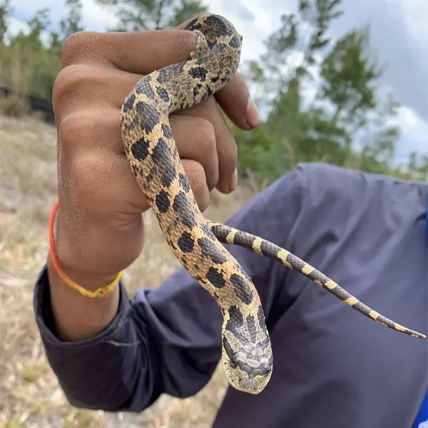 Adult eastern hognose snake