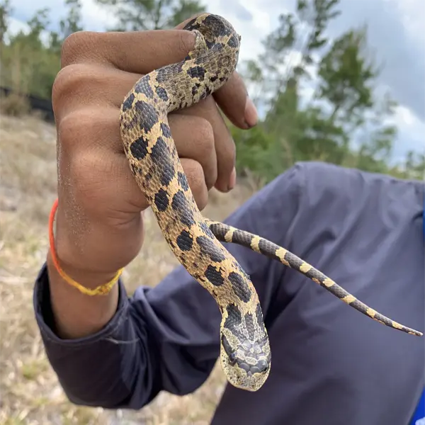 Adult eastern hognose snake Adult eastern hognose snake