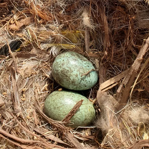 American Crow Eggs