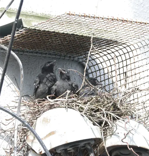 Pair of baby birds near a vent, which will need immediate Bird Removal