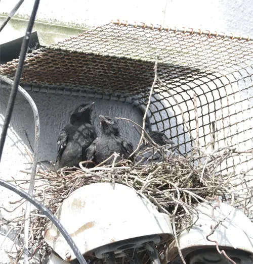American Crow Roosting Pair of baby birds near a vent, which will need immediate Bird Removal