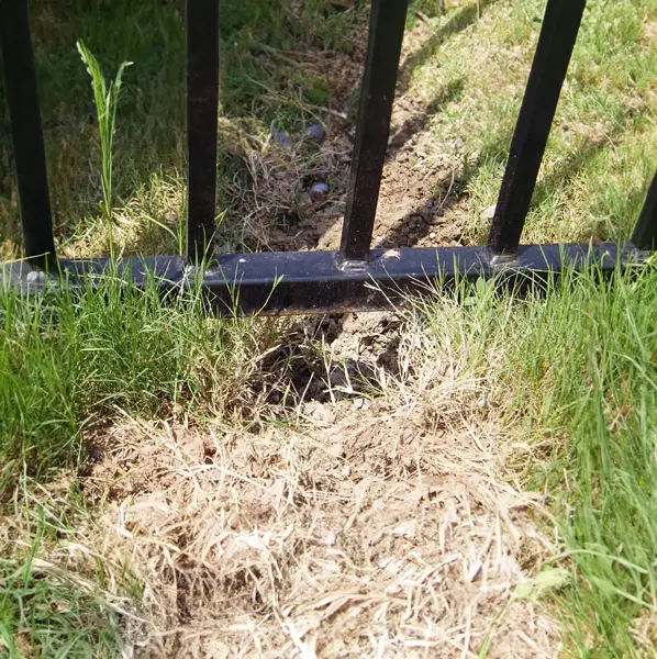 Armadillo Damage Armadillo Damage showing the need for Armadillo Removal and Armadillo Trappin