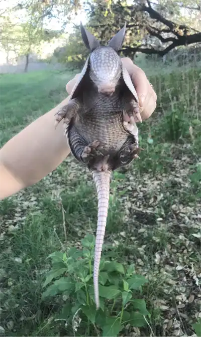 Armadillo Removal