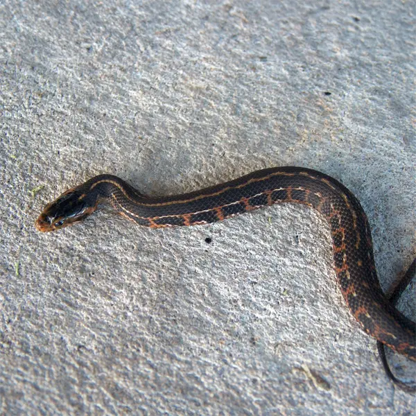 Atlantic Saltmarsh Snake Atlantic Saltmarsh Snake