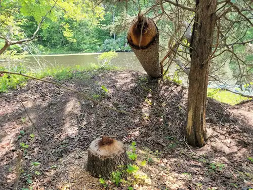 Beaver Damage showing the need for beaver trapping and beaver removal