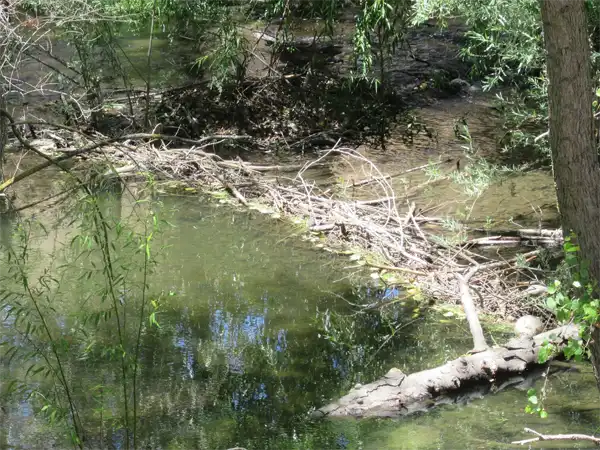 A beaver den showing the need for Beaver Removal