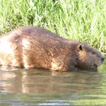 Image Showing Beaver Removal