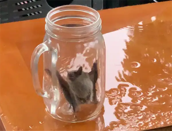 Big Brown Bat in a Jar