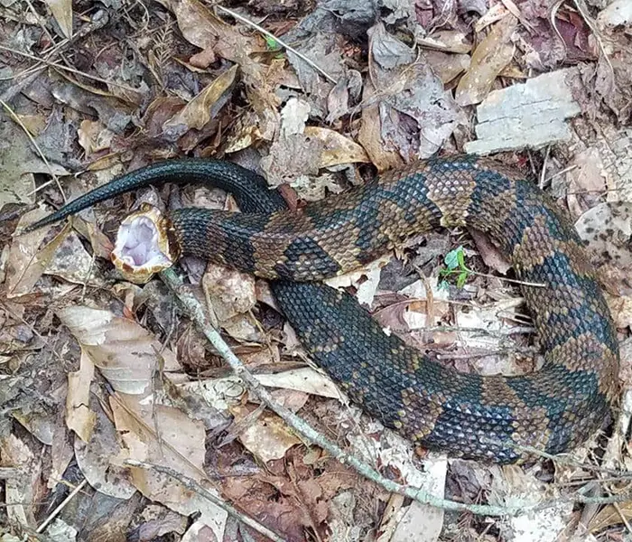 Cottonmouth Cottonmouth