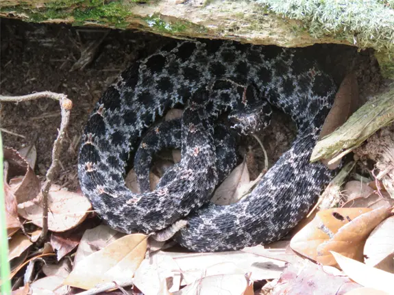 Dusky Pygmy Rattlesnake Resting Sanke removal for snakes such is these are key for the snake's and human's health