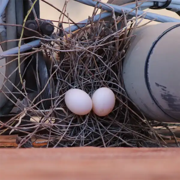 Eurasian Collared Dove Eggs