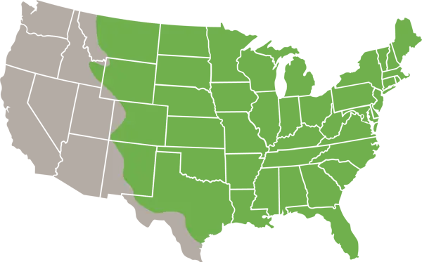 Black Rat range in the United States