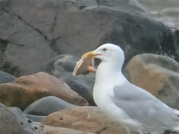 Gull Feeding