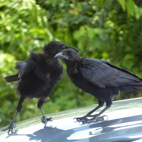 Fledgling crows such as these are common requests for Bird Removal in Florida