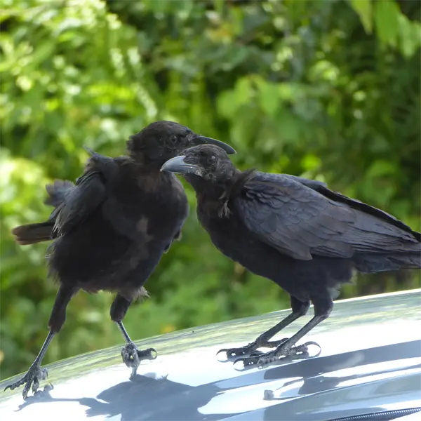 Juvenile American Crow Fledgling crows such as these are common requests for Bird Removal in Florida