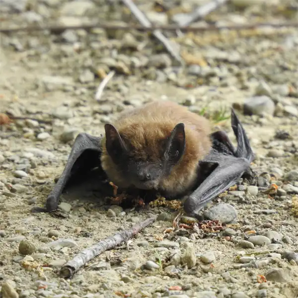 Adult Big Brown Bat