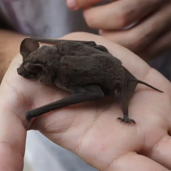 Juvenile Brazilian Free-Tailed Bat