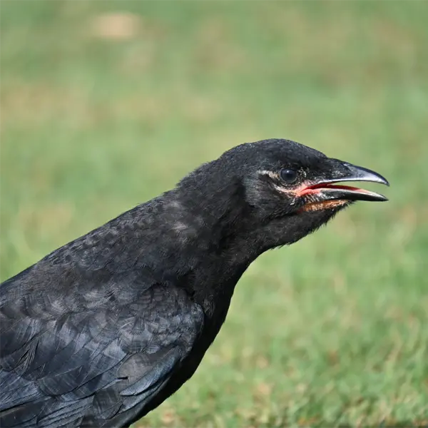 Juvenile Fish Crow