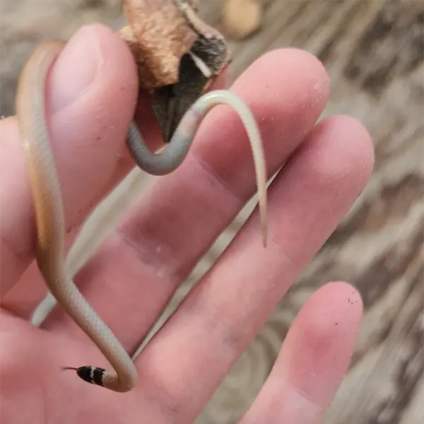 Juvenile Florida Crowned Snake