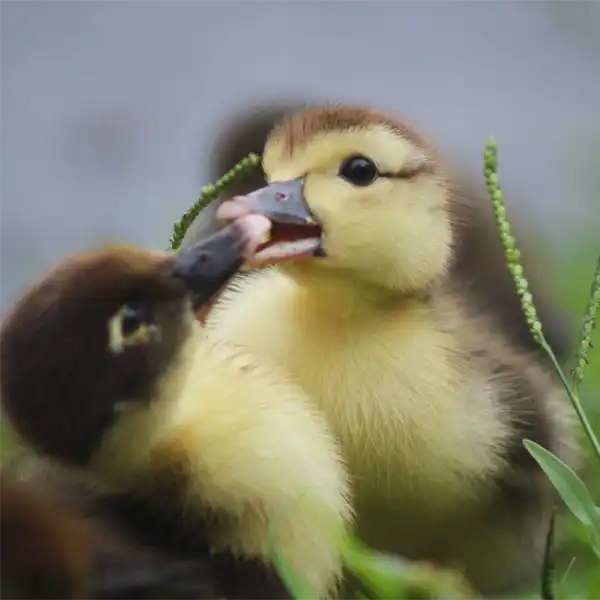 Juvenile Muscovy Duck