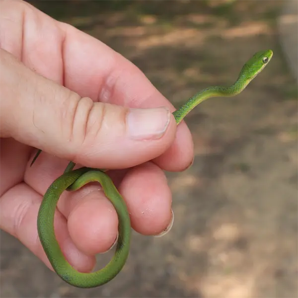Juvenile Rough Green Snake