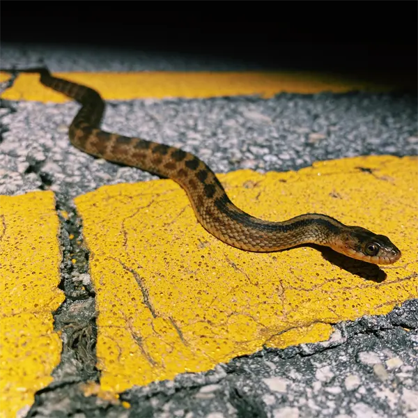 Juvenile Saltmarsh Snake