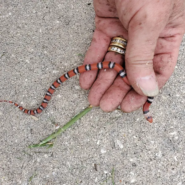 Juvenile Scarlet Snake