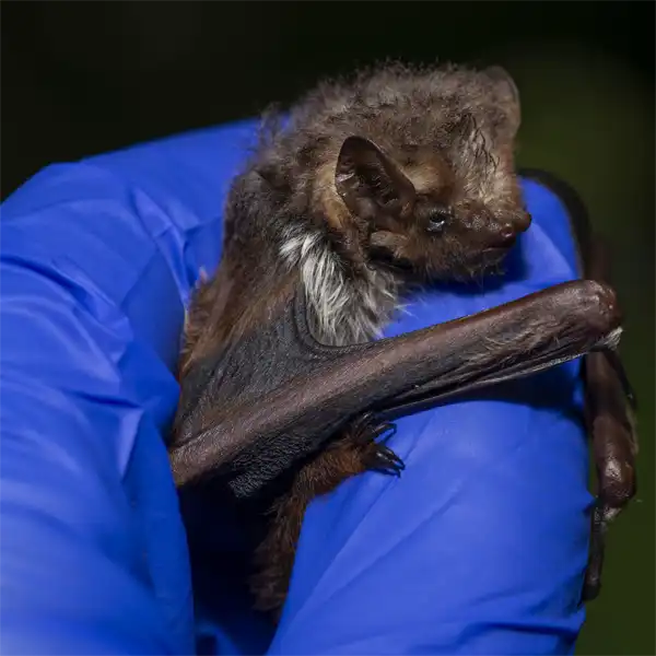 Juvenile Seminole Bat