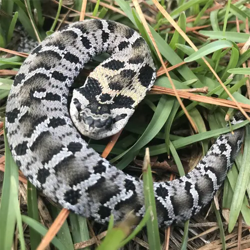 Juvenile eastern hognose snake
