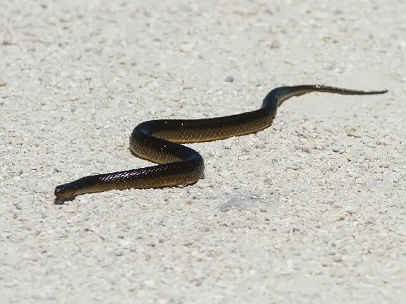 A Striped Swampsnake in the Sand