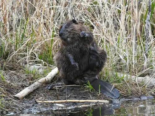 A lone beaver near a Florida property, Showing the need for beaver removal